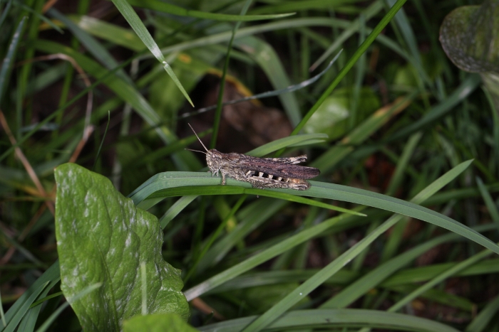 Macro chalet aout 2010 - 066